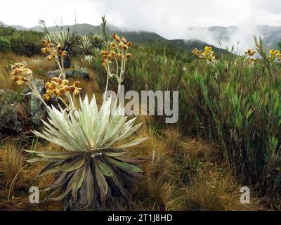 Espeletia grandiflora, Chingaza National Park, Cundinamarca Department, Colombia Stock Photo