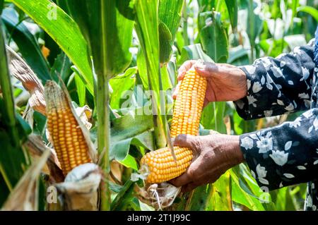Yogyakarta, Indonesia. 14th Oct, 2023. A farmer picks corn at a farmland in Bantul district, Yogyakarta, Indonesia, Oct. 14, 2023. Credit: Agung Supriyanto/Xinhua/Alamy Live News Stock Photo