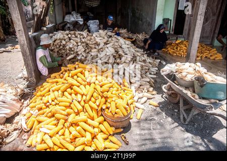 Yogyakarta, Indonesia. 14th Oct, 2023. Workers peel corn after harvest in Bantul district, Yogyakarta, Indonesia, Oct. 14, 2023. Credit: Agung Supriyanto/Xinhua/Alamy Live News Stock Photo