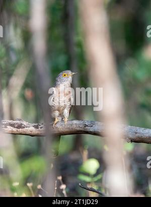 A common hawk cuckoo aka Brain Fever Bird perched on a tree branch inside the jungles of Pench national Park during a wildlife safari Stock Photo