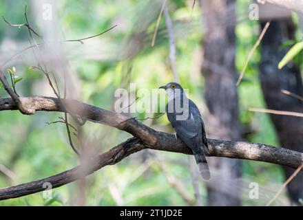 A common hawk cuckoo aka Brain Fever Bird perched on a tree branch inside the jungles of Pench national Park during a wildlife safari Stock Photo