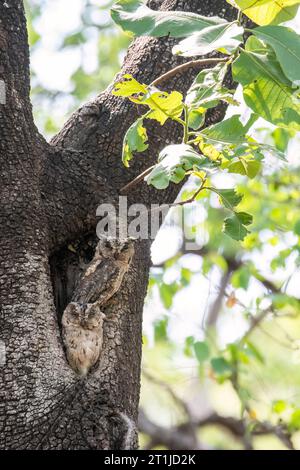 An Indian Scoops owl resting next to their home on top of a tree inside Pench tiger Reserve during a wildlife safari Stock Photo