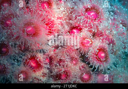 Strawberry corallimorpharian (Corynactis californica). Aquariumphoto. Stock Photo