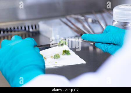 A scientist working in a laboratory, conducting agricultural research taking samples Stock Photo