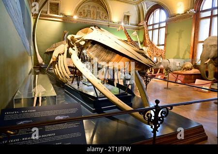 Vienna, Austria. Fin whale (Balaenoptera physalus) in the Natural History Museum Vienna Stock Photo