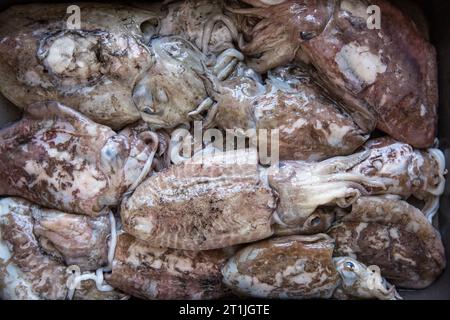 Raw Cuttlefish, Sepia officinalis, caught in the English Channel. Dorset England UK GB Stock Photo