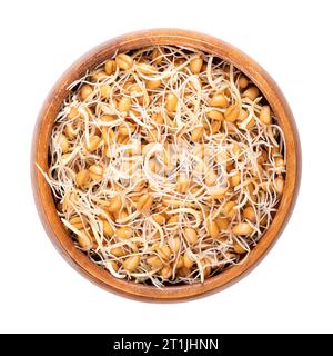 Fresh wheat germs, germinated wheat grains in wooden bowl. Sprouted kernels, seeds of Triticum. A source of many essential nutrients and spermidine. Stock Photo