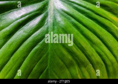 Close up surface tropical green leaf monocotyledon natural background Stock Photo