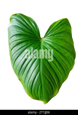 Close up surface tropical green leaf monocotyledon natural. isolated on white background Stock Photo