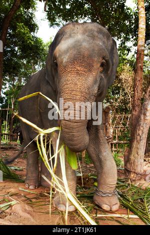 Sustainability, jungle and elephant in the woods with bamboo, meal or eating leaves. Forest, conservation and animal feeding on plant outdoor in Stock Photo