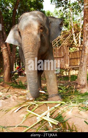 Jungle, elephant and chains in nature for eating leaves outdoor with feeding, freedom or sustainability. Forest, animal and conservation with Stock Photo