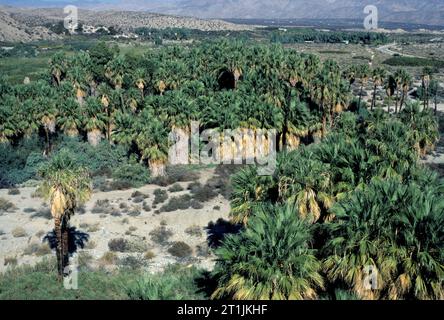 Thousand Palms, Coachella Valley Preserve, California Stock Photo