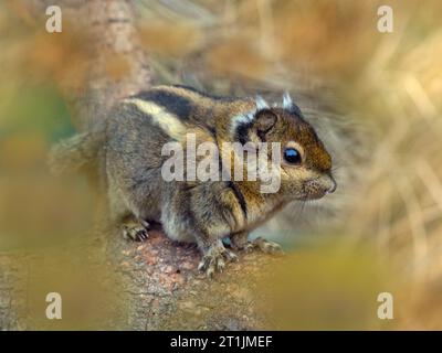 Asiatic striped squirrel Tamiops Stock Photo