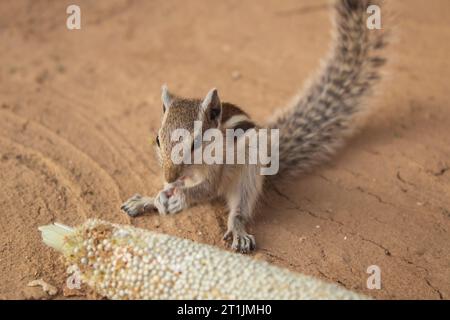 Squirrel eating millet on the ground in the park, India. Stock Photo