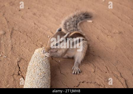 Squirrel eating millet on the ground in Rajasthan india rural area. Stock Photo