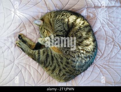The cat sleeps curled up on the bed. Domestic tabby cat of the European breed, brown in color. The animal covers its nose Stock Photo