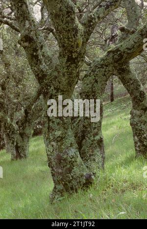 Lichen-covered oaks, Mount Diablo State Park, California Stock Photo