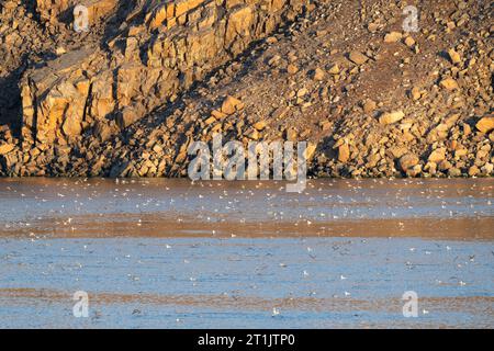 Canada, Nunavut, Northwest Passage, transiting the Bellot Strait. Hundreds of Northern Fulmars. Stock Photo