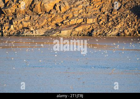 Canada, Nunavut, Northwest Passage, transiting the Bellot Strait. Hundreds of Northern Fulmars. Stock Photo