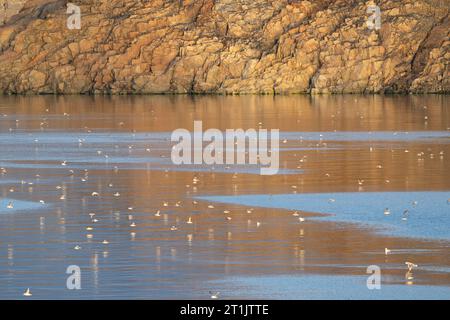 Canada, Nunavut, Northwest Passage, transiting the Bellot Strait. Hundreds of Northern Fulmars. Stock Photo