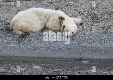 Canada, Nunavut, Coningham Bay. Dead polar bear that has been shot in the head and neck. Stock Photo