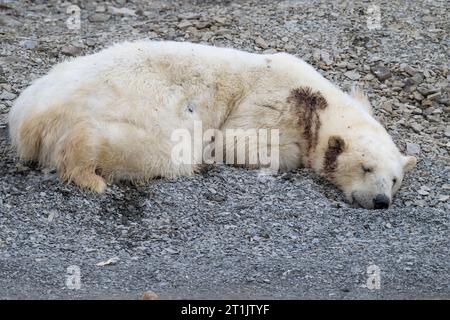 Canada, Nunavut, Coningham Bay. Dead polar bear that has been shot in the head and neck. Stock Photo