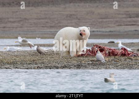 Canada, Nunavut, Coningham Bay. Polar bear feeding on a beluga whale carcass. Stock Photo