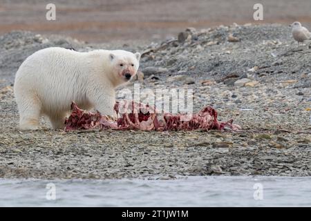 Canada, Nunavut, Coningham Bay. Polar bear feeding on a beluga whale carcass. Stock Photo
