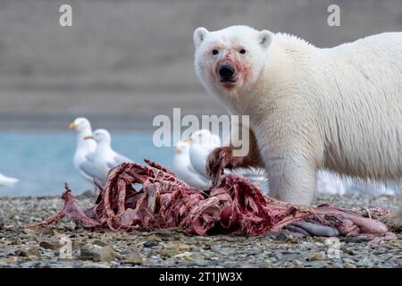 Canada, Nunavut, Coningham Bay. Polar bear feeding on a beluga whale carcass. Stock Photo