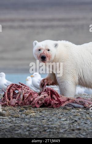 Canada, Nunavut, Coningham Bay. Polar bear feeding on a beluga whale carcass. Stock Photo