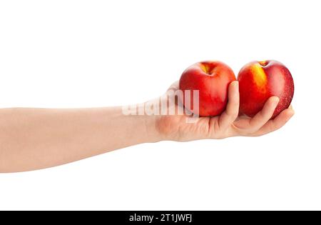 nectarine in hand path isolated on white Stock Photo