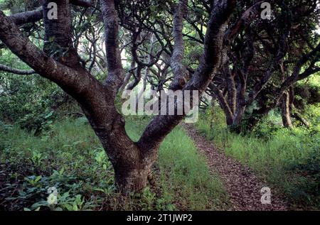 Oak woodland, Los Osos Oaks State Reserve, California Stock Photo