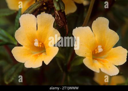 Sticky monkey flower, Los Osos State Reserve, California Stock Photo