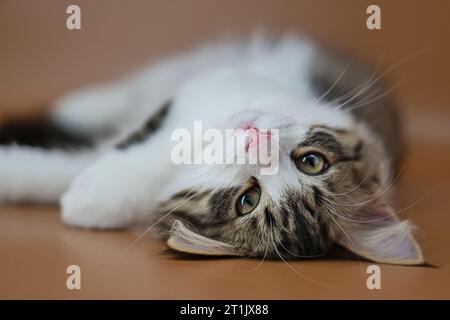 Siberian cat on colored backgrounds Stock Photo