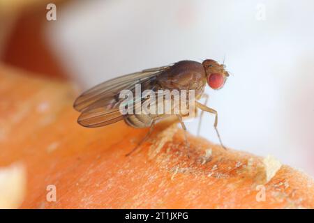 Fruit fly or vinegar fly (Drosophila melanogaster) on carrot peelings. Stock Photo