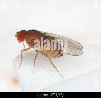 Single fruit fly (drosophila melanogaster) on a kitchen paper towel. Stock Photo