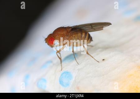 Single fruit fly (drosophila melanogaster) on a kitchen paper towel. Stock Photo