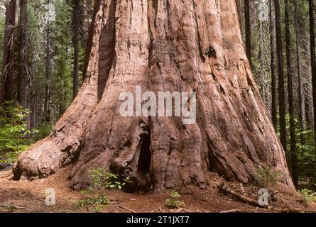 Agassiz Tree, Calaveras Big Trees State Park, California Stock Photo