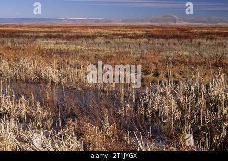 Wetland, Lower Klamath National Wildlife Refuge, California Stock Photo