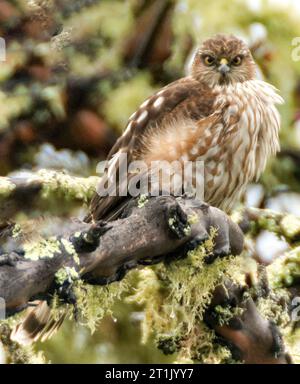 Juvenile Sharp-shinned Hawk. The Forest of Nisene Marks State Park, Santa Cruz County, California. Stock Photo