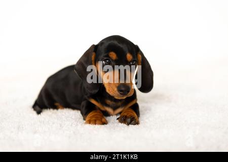 Cute small sausage dog 10 weeks old Stock Photo