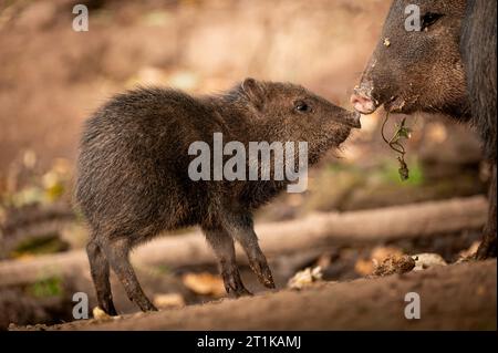 The collared peccary (Pecari tajacu) in the zoological garden. Stock Photo