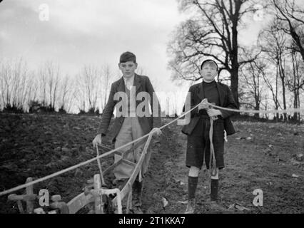 Farmers in the Making- Evacuees Learn About Farming, Devon, England, UK, 1941 Evacuees Malcolm Hornsby (left) and Dennis Norman (right) learn to plough a field at Totnes, Devon. Malcolm was evacuated with Whitehill School, Gravesend, Kent and Dennis with the Friars School, Blackfriars, London. They are staying at Dartington Hall with many other evacuees from their schools. Stock Photo