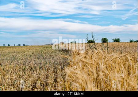 A partially harvested field lit by the sun and under a dramatic cloudy sky. Stock Photo