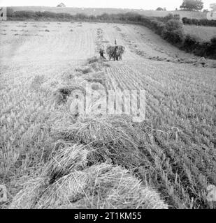 Harvesting at Mount Barton, Devon, England, 1942 Rows of corn stooks stretch across this field into the distance, waiting to be collected by the already well-laden horse-drawn hay cart that is making its way slowly towards the camera in the late evening sun. This photograph was probably taken at Hollow Moor, Devon. Stock Photo