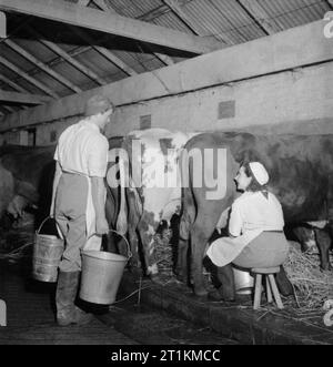 Landgirl's Day- Everyday Life and Agriculture in West Sussex, England, UK, 1944 29 year old Land Girl Rosalind Cox (left)carries milk pails in the dairy on Mr Tupper's farm at Bignor in Sussex, as her colleague Helen Newmarch sits on a stool to milk 'Cleopatra'. The cattle here are shorthorn cows. Helen is from Worthing and was a shorthand typist before joining the Land Army. Stock Photo