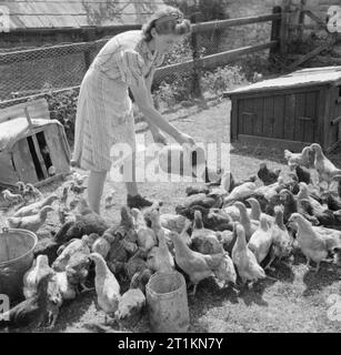 Agriculture in Britain- Life on Mount Barton Farm, Devon, England, 1942 Farmer's daughter Barbara Hoare feeds the chickens at Mount Barton farm. Stock Photo