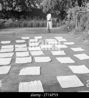 Nursery For Working Mothers- the work of Flint Green Road Nursery, Birmingham, 1942 Nappies are spread out on the grass to dry after being washed in the gardens of Flint Green Road Nursery. A nurse can be seen in the background. The original caption states that this is the last job for her to do at the end of a busy day. Stock Photo
