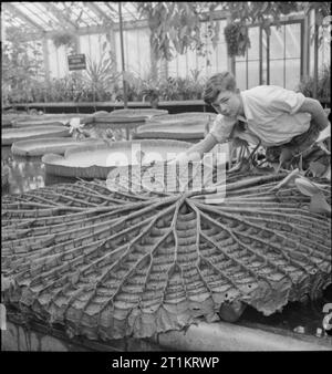 The Gardens of Kew- the work of Kew Gardens in Wartime, Surrey, England, UK, 1943 A young member of staff tends the 'Victoria Regia', a giant water lily from Guiana, in the tropical house at Kew Gardens. According to the original caption, the lily is very popular with visitors: 'Grown from a seed the size of a pea in February, it develops leaves up to seven foot six in diameter by July. Underside of leaf is ribbed to help it float, and covered with prickles to keep off fish. Flowers appear in July and August, changing from white to pink on their second day'. Stock Photo