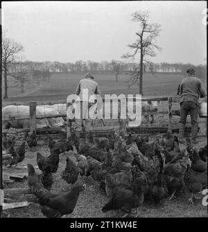 Wakefield Training Prison and Camp- Everyday Life in a British Prison, Wakefield, Yorkshire, England, 1944 At the camp attached to Wakefield Training Prison, inmates tend to the chickens and pigs kept on once derelict farmland at the prison. The camp is largely self-supporting. Stock Photo